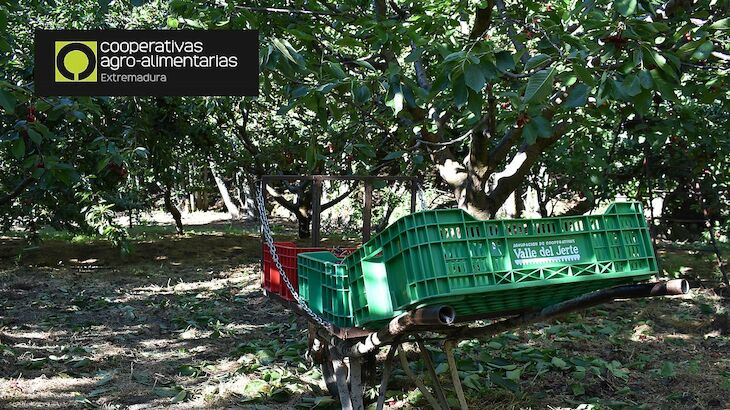 La contratacin del Seguro de Explotaciones de Cereza sube un 46 respecto a la campaa anterior